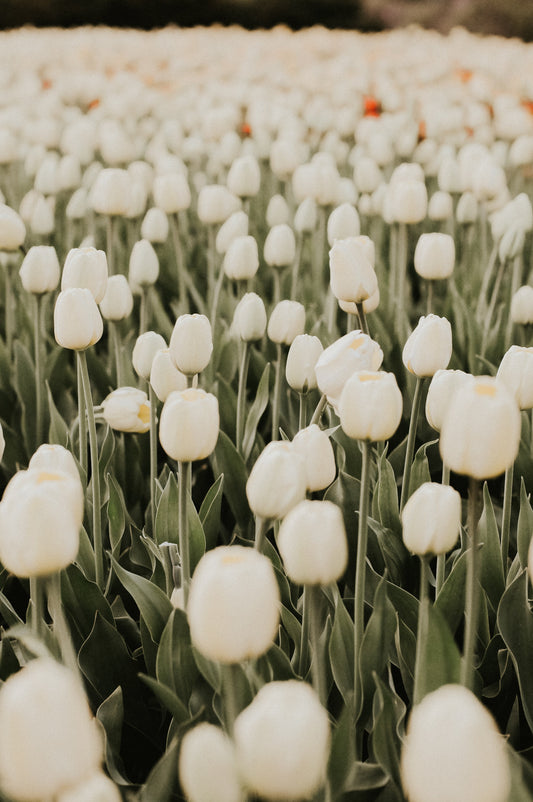 Tulips