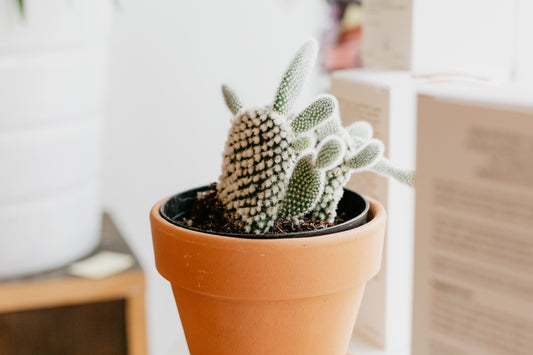 fluffy cactus printable