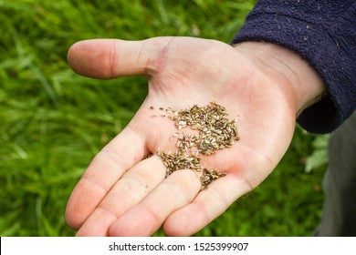 Wildflower Seeds